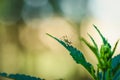 Macro of a grasshopper perched on a green plant