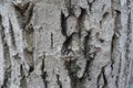 Macro of gray bark of Juglans regia