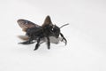 Great Black Wasp On A White Background