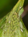 Macro of green aphids on a rose bud