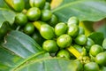 Macro of green arabica coffee berries