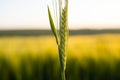 Macro green barley ear growing in agricultural field. Green unripe cereals. The concept of agriculture, healthy eating Royalty Free Stock Photo
