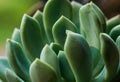 Green macro single succulent photo