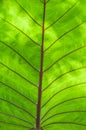 Macro green bon leaf background with linear texture Royalty Free Stock Photo