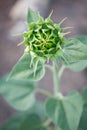 Macro of green bud sunflower Royalty Free Stock Photo