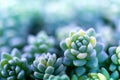 Macro green cactus. Nature background