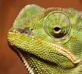 Macro of green cameleon