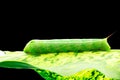 Macro of green caterpillar eating leaf on black background with clipping path Royalty Free Stock Photo