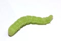 Macro of green caterpillar Royalty Free Stock Photo