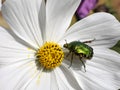 Cetonia beetle on white flower Royalty Free Stock Photo