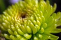 Macro Of A Green Chrysanthemum Flower. Abstract background Royalty Free Stock Photo