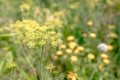 Macro of green dill with many flowers