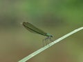 Beautiful green dragonfly on a leaf Royalty Free Stock Photo