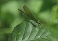 Beautiful green dragonfly on a leaf Royalty Free Stock Photo