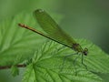 Beautiful green dragonfly on a leaf Royalty Free Stock Photo