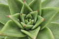 Macro of a green echeveria succulent center Royalty Free Stock Photo