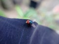 macro of a green fly on a blurred background, focus on the eyes Royalty Free Stock Photo