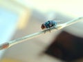 macro of a green fly on a dry plant stem on a blurred background Royalty Free Stock Photo