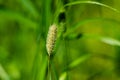 macro of green foxtail grass in meadow.. Royalty Free Stock Photo