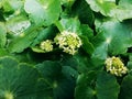 Macro green fresh weed close up flowers leaves leaf flower plants trees