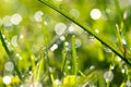 Macro green grass with dew drops in sunlight on a spring meadow Royalty Free Stock Photo