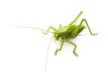 Macro green grasshopper Royalty Free Stock Photo