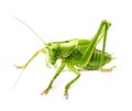 Macro green grasshopper Royalty Free Stock Photo