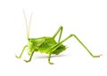 Macro green grasshopper