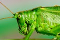 Macro of green grasshopper Royalty Free Stock Photo