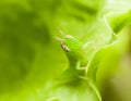 Macro green grasshopper on leaf Royalty Free Stock Photo