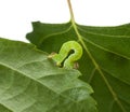 Macro of green inchworm on birch leaf Royalty Free Stock Photo