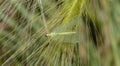 Macro of a Green Lacewing Chrysopidae Resting on a Leaf