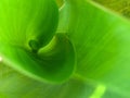 Macro Green leaf Royalty Free Stock Photo