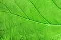 Macro green leaf Royalty Free Stock Photo