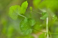 Macro green leaf on nature Royalty Free Stock Photo