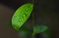 Macro green leaf on nature with drops of water Royalty Free Stock Photo