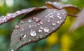Macro Green Leaf Rain Drop