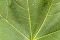 Macro green leaf shoot of nature tree plant botany texture close