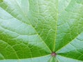 Macro green leaf texture background. leaves surface of natural concept Royalty Free Stock Photo