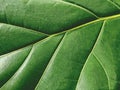 Macro green leaf texture background nature leaves Royalty Free Stock Photo