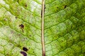 Macro of the green leaf, texture for background Royalty Free Stock Photo