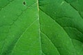 Green leaft detail texture Royalty Free Stock Photo