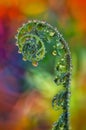 macro green leaves of fern frond, spiral leaf, curve young growing leaves, Curly leaf background, rain drops on leaves Royalty Free Stock Photo