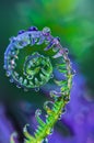 macro green leaves of fern frond, spiral leaf, curve young growing leaves, Curly leaf background, rain drops on leaves Royalty Free Stock Photo