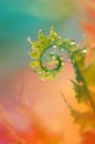 macro green leaves of fern frond, spiral leaf, curve young growing leaves, Curly leaf background, rain drops on leaves Royalty Free Stock Photo