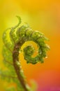 macro green leaves of fern frond, spiral leaf, curve young growing leaves, Curly leaf background, rain drops on leaves Royalty Free Stock Photo