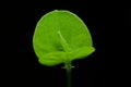 Macro leaf plant on a black background Royalty Free Stock Photo