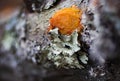 Macro Green Lichen and Orange Fungi on Log Royalty Free Stock Photo