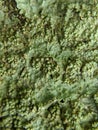 Macro Of Green Moss Texture
