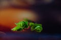 Macro of green nature leaf with dew drop.